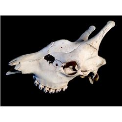 GIRAFFE (CAMELOPARDALIS) SKULL FROM THE AFRICAN PLAINS, 23'' L X 13'' H