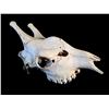Image 2 : GIRAFFE (CAMELOPARDALIS) SKULL FROM THE AFRICAN PLAINS, 23'' L X 13'' H