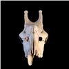 Image 3 : GIRAFFE (CAMELOPARDALIS) SKULL FROM THE AFRICAN PLAINS, 23'' L X 13'' H