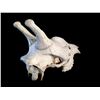 Image 4 : GIRAFFE (CAMELOPARDALIS) SKULL FROM THE AFRICAN PLAINS, 23'' L X 13'' H