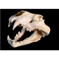 LION (PANTHERA LEO) SKULL, AFRICAN PLAINS, 15'' LONG