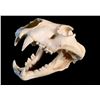 Image 1 : LION (PANTHERA LEO) SKULL, AFRICAN PLAINS, 15'' LONG