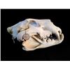 Image 2 : LION (PANTHERA LEO) SKULL, AFRICAN PLAINS, 15'' LONG