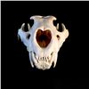 Image 3 : LION (PANTHERA LEO) SKULL, AFRICAN PLAINS, 15'' LONG