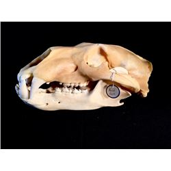 POLAR BEAR SKULL (URSUS MARITIMUS), ARCTIC