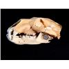 Image 1 : POLAR BEAR SKULL (URSUS MARITIMUS), ARCTIC