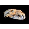 Image 2 : POLAR BEAR SKULL (URSUS MARITIMUS), ARCTIC