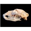 Image 1 : BROWN BEAR (URSUS ARCTOS) SKULL, COASTAL NORTHERN BRITISH COLUMBIA