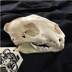 LEOPARD (PANTHERA PARDUS) SKULL, AFRICAN PLAINS