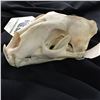 Image 2 : LEOPARD (PANTHERA PARDUS) SKULL, AFRICAN PLAINS