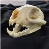 Image 2 : NORTH AMERICAN MOUNTAIN LION (PUMA CONCOLOR) SKULL