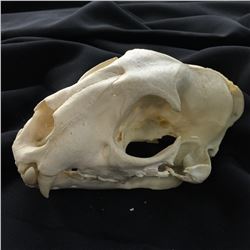 LEOPARD (PANTHERA PARDUS) SKULL, AFRICA, SAVANNA REGION