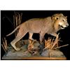 Image 1 : AFRICAN PLAINS MALE LION (PANTHERA LEO) FULL BODY MOUNT ON STAND, 6' LONG, 39'' H