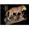 Image 2 : AFRICAN PLAINS MALE LION (PANTHERA LEO) FULL BODY MOUNT ON STAND, 6' LONG, 39'' H