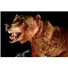 Image 2 : GRIZZLY BEAR FULL BODY MOUNT ON STAND, NORTHERN BRITISH COLUMBIA, 56'' L X 56'' H