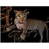 Image 2 : AFRICAN LEOPARD (PANTHERA PARDUS) FULL BODY MOUNT ON BRANCHES, 6' WIDE