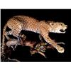 Image 2 : AFRICAN LEOPARD (PANTHERA PARDUS), FULL BODY MOUNT ON BRANCHES, LIGHT PHASE, 6' L