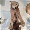 Image 2 : CANADIAN LYNX FULL BODY MOUNT, 33'' L,