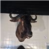 Image 1 : AFRICAN BLUE WILDEBEEST (CONNOCHAETES TAURINIS) HEAD AND HORNS MOUNT, SAVANNA REGION, 36''