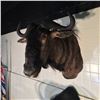 Image 2 : AFRICAN BLUE WILDEBEEST (CONNOCHAETES TAURINIS) HEAD AND HORNS MOUNT, SAVANNA REGION, 36''