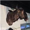 Image 3 : AFRICAN BLUE WILDEBEEST (CONNOCHAETES TAURINIS) HEAD AND HORNS MOUNT, SAVANNA REGION, 36''