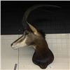 Image 1 : SABLE ANTELOPE (HIPPOTRAGUS NIGER) HEAD AND HORNS MOUNT