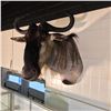 Image 2 : EASTERN WHITE-BEARDED WILDEBEEST HEAD AND HORNS WALL MOUNT, 33'' LONG