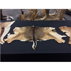 MULE DEER PARTIAL HIDE, 52'' AT WIDEST POINT