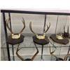 Image 2 : 2 SETS OF NORTH AMERICAN DEER ANTLERS, AND 3 SETS OF AFRICAN ANTELOPE ANTLERS