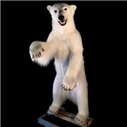 ARCTIC POLAR BEAR (URSUS MARITIMUS) 74" TALL STANDING  FULL BODY MOUNT