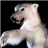 Image 3 : ARCTIC POLAR BEAR (URSUS MARITIMUS) 74" TALL STANDING  FULL BODY MOUNT