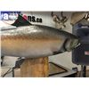 Image 2 : APPROX. 40 LB MOUNTED SPRING SALMON, 43'' LONG