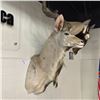 Image 2 : GREATER KUDY (ZAMBEZI REGION) HEAD AND HORNS MOUNT, HORNS 43'' L, 34'' DEEP OFF WALL