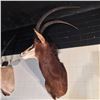 Image 1 : SABLE ANTELOPE (HIPPOTRAGUS NIGER), HEAD AND HORNS MOUNT, 48"