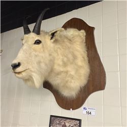 MOUNTAIN GOAT HEAD AND HORNS MOUNT, 23'' DEEP FROM WALL, 28'' H