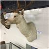 Image 2 : NEW ZEALAND  FALLOW DEER HEAD AND HORNS MOUNT,  24'' W X 33'' NOSE TO TIP OF ANTLERS X 27'' DEEP OFF