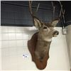 Image 2 : MULE DEER HEAD AND HORNS MOUNT, 22'' W X 19'' DEEP OFF WALL