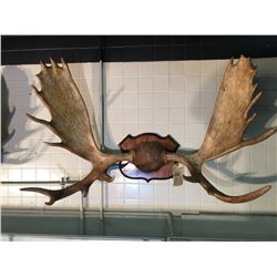 52 Inch Moose MOOSE ANTLERS, NORTH AMERICA, YUKON, 52'' WIDE