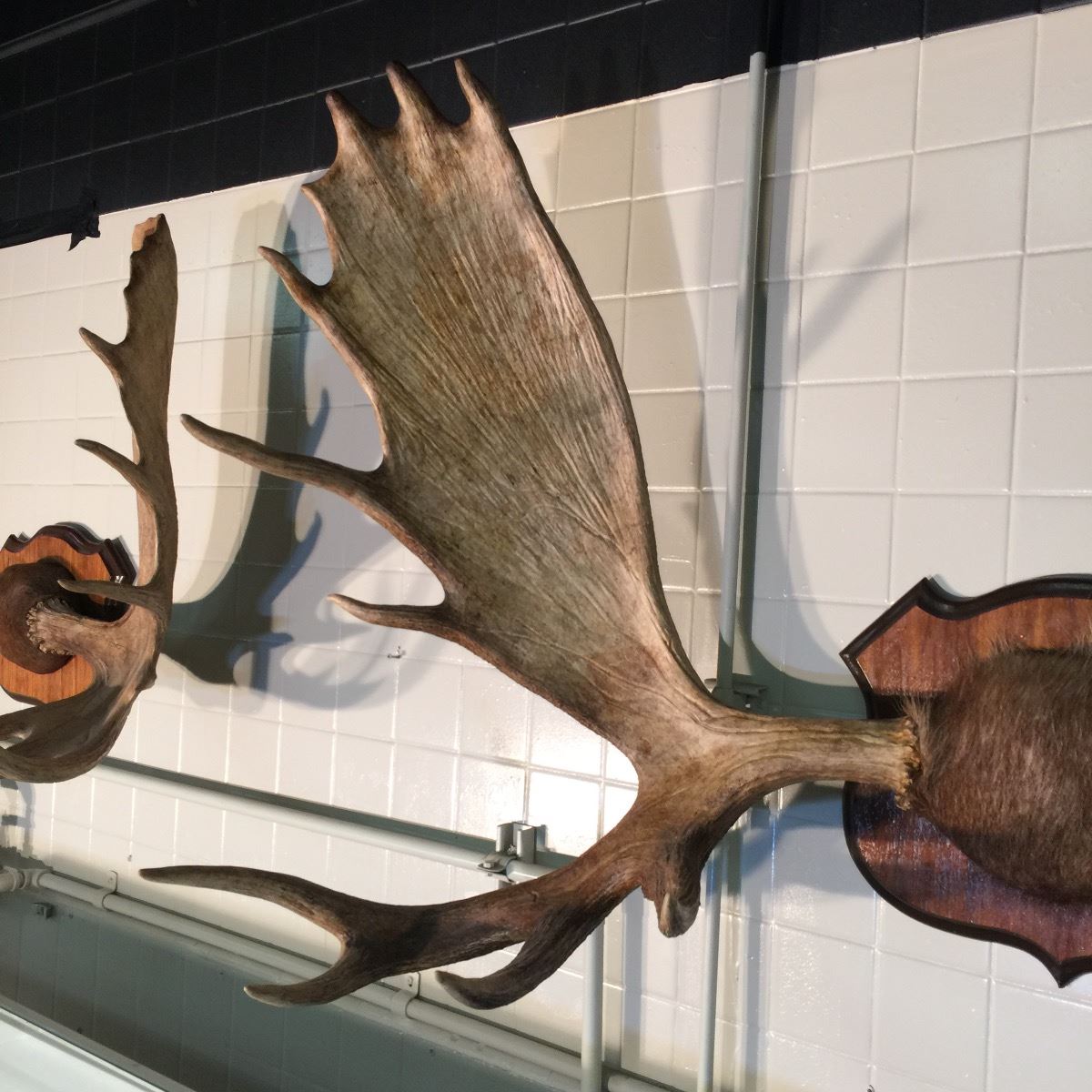 52 Inch Moose MOOSE ANTLERS, NORTH AMERICA, YUKON, 52'' WIDE - Able Auctions