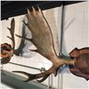 Image 2 : MOOSE ANTLERS, NORTH AMERICA, YUKON, 52'' WIDE