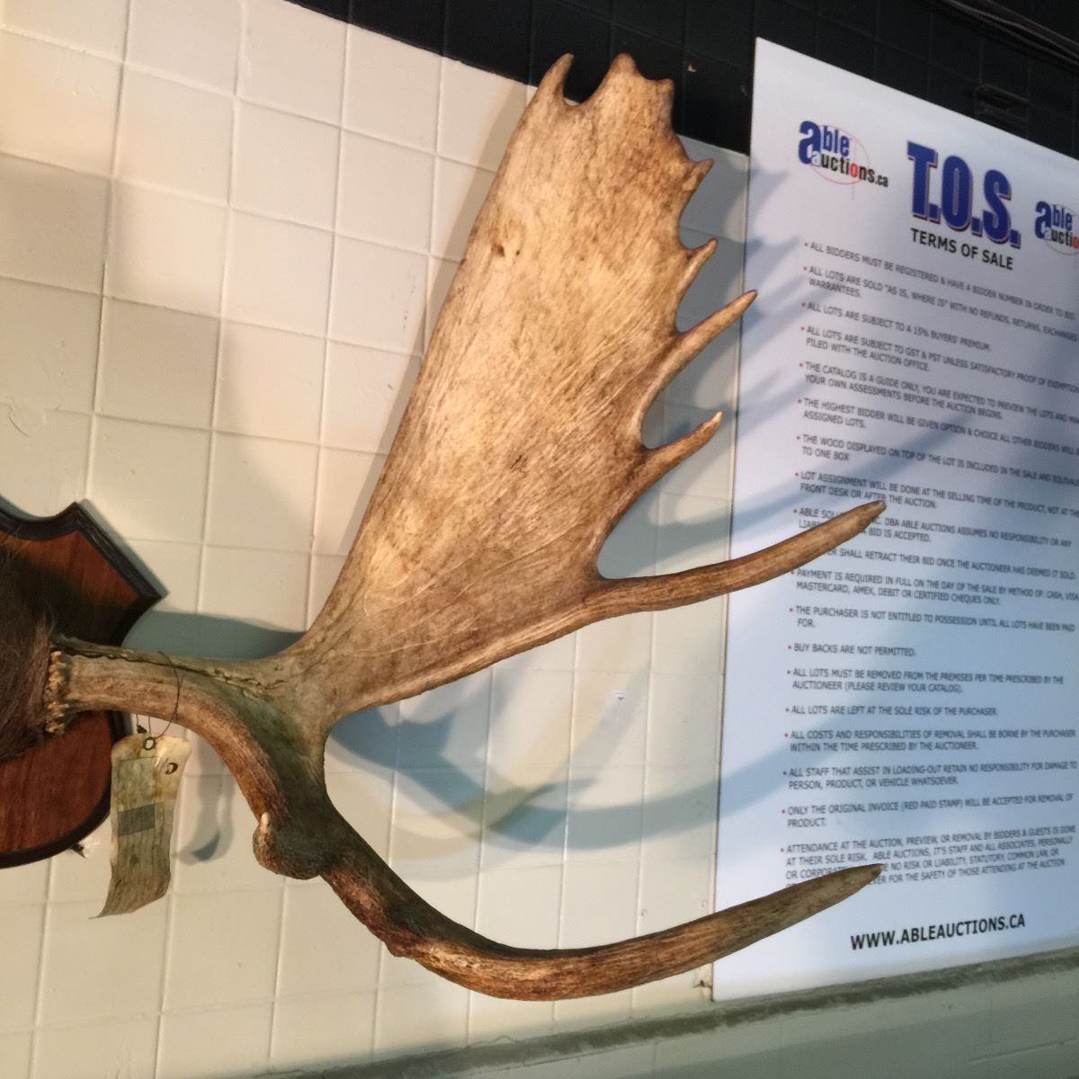 52 Inch Moose MOOSE ANTLERS, NORTH AMERICA, YUKON, 52'' WIDE