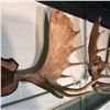 Image 2 : MOOSE ANTLERS, NORTH AMERICA, YUKON, 55'' WIDE