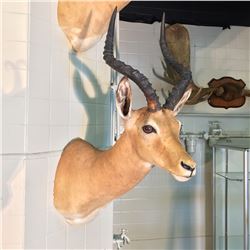 IMPALA (AEPYCEROS MELAMPUS) HEAD AND HORNS MOUNT, AFRICAN PLAINS, 24'' WIDE X 26'' NOSE TO TIP