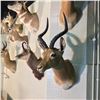 Image 2 : IMPALA (AEPYCEROS MELAMPUS) HEAD AND HORNS MOUNT, AFRICAN PLAINS, 24'' WIDE X 26'' NOSE TO TIP