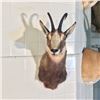 Image 2 : ALPINE CHAMOIS HEAD AND HORNS MOUNT, SOUTH EUROPE AND ASIA, 16'' DEEP OFF WALL