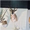 Image 2 : PRONGHORN ANTELOPE HEAD AND HORNS MOUNT, UNITED STATES, MID STATES