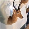 Image 2 : STEENBOK ANTELOPE, CENTRAL AFRICA