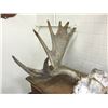 Image 2 : NORTH AMERICAN BULL MOOSE ANTLER MOUNT, 55'' WIDE