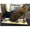 Image 1 : BEAVER (GENUS CASTOR) FULL BODY MOUNT, 45'' NOSE TO TAIL