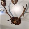Image 2 : ROCKY MOUNTAIN ELK SET, 24'' X 24''